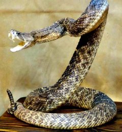 ratal snake